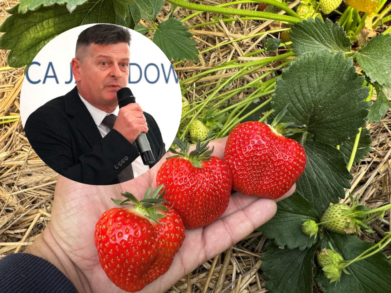 Dr hab. Zbigniew Jarosz, Doradca Jagodowy