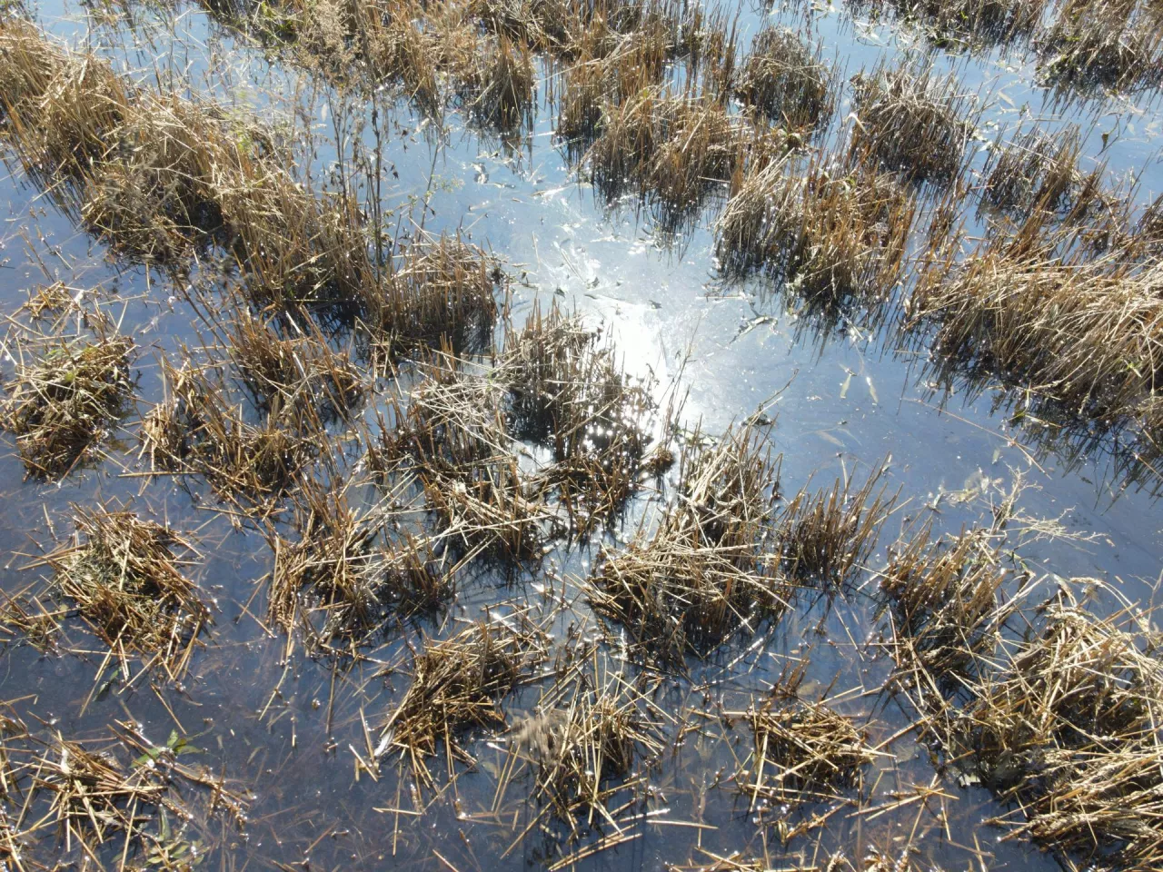 Mokradła magazynują wodę w czasie nadmiaru opadów, a następnie stopniowo ją uwalniają 
