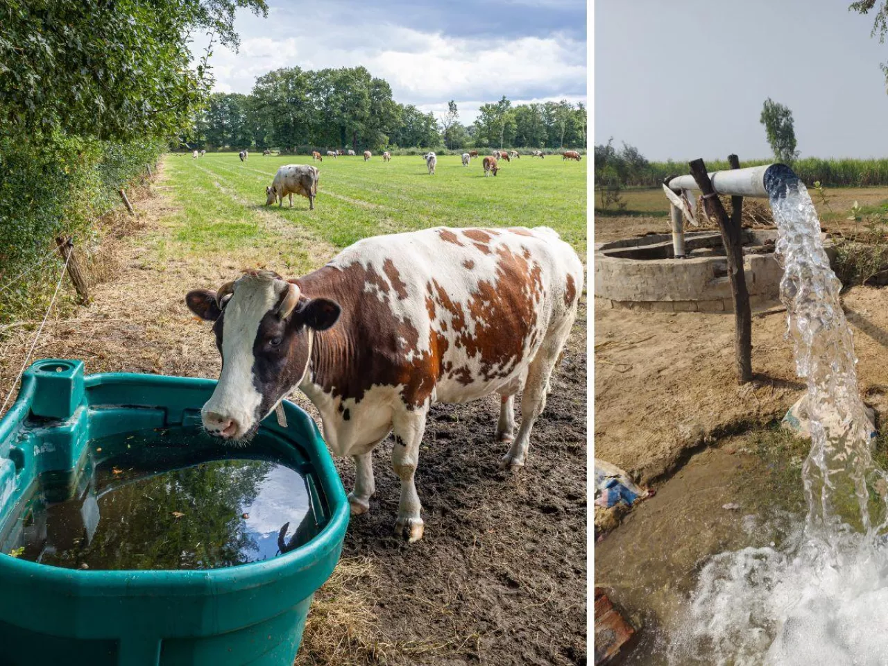 krowa pije wodę, studnia z wodą