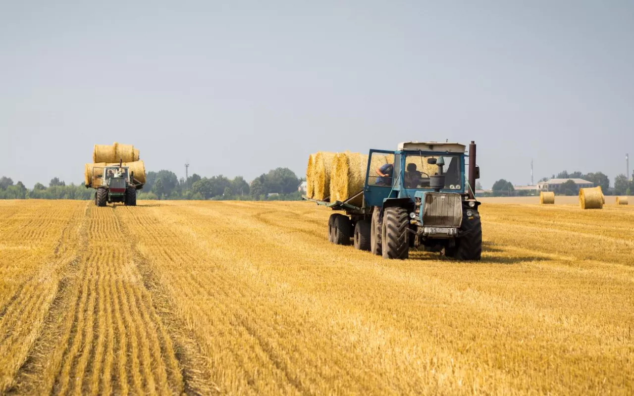 Dwa ciągniki rolnicze transportujące bele słomy na ściernisku po zakończonych żniwach. Widoczne pole z resztkami po zbiorze zbóż, bele cylindryczne oraz zabudowania w tle.