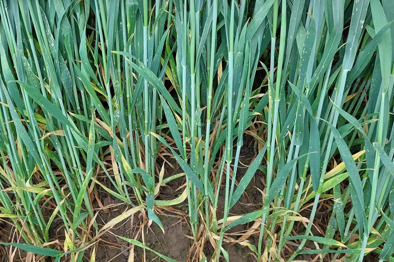 Objawy porażenia plantacji mączniakiem prawdziwym