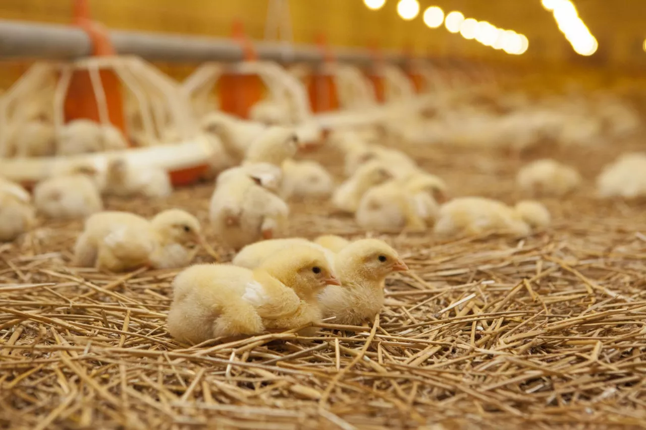 pisklęta w dużym kurniku w chowie ściólkowym