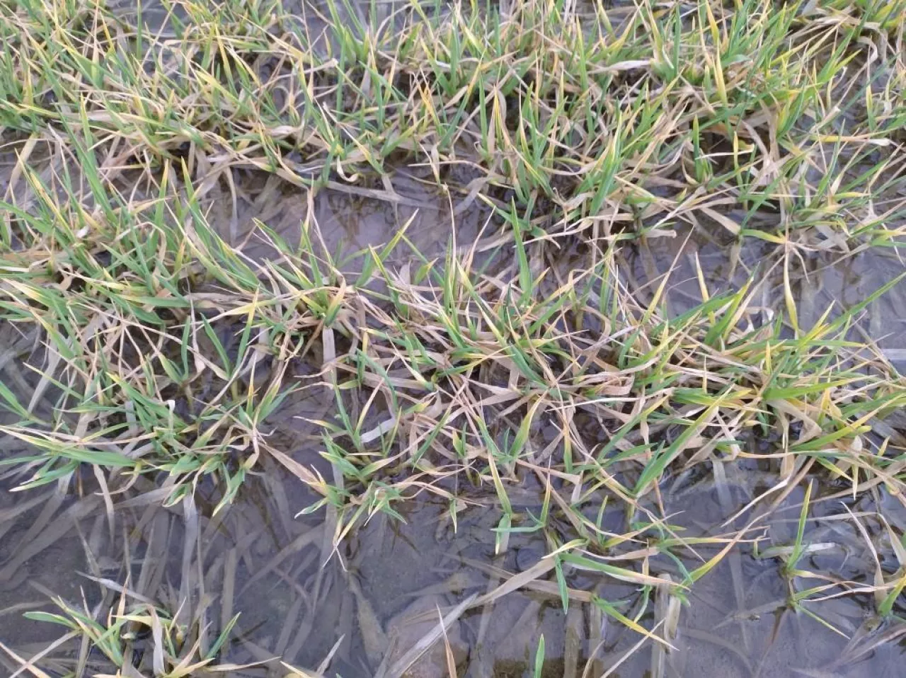 Czy uprawy wytrzymają nadmiar wody? Jak ratować rośliny po odwilży?