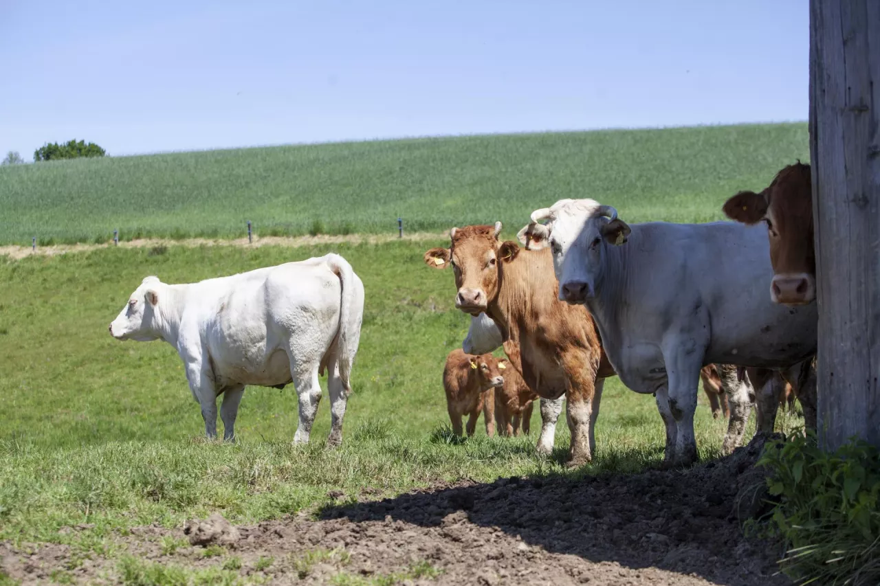 bydło różnych ras mięsnych stoi na pastwisku niedaleko budynku gospodarskiego