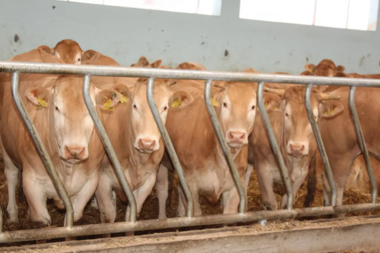 Jakie są ceny bydła?