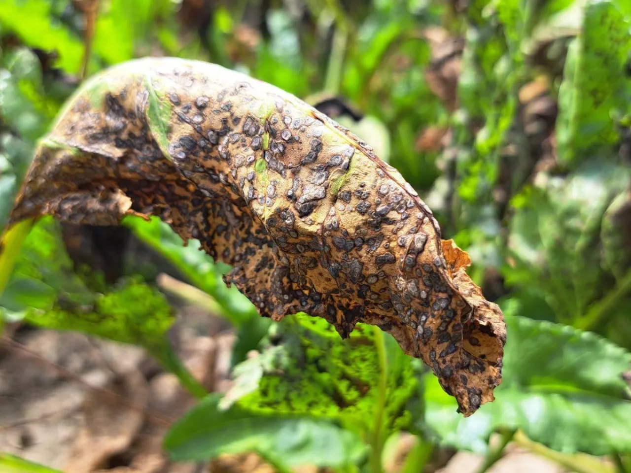 Chwościk w burakach: jak zwalczać? Kiedy pryskać?