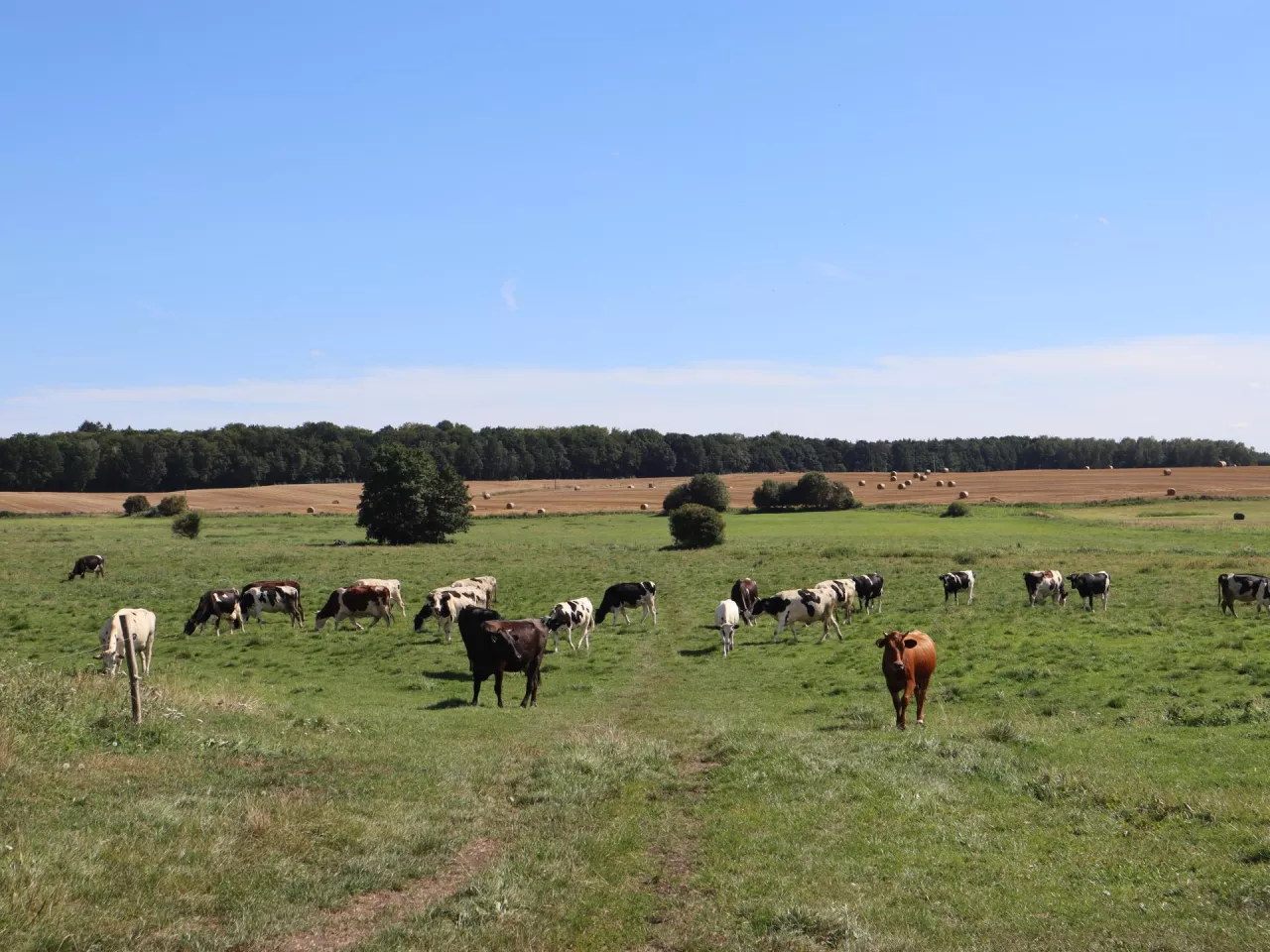 pastwisko, uprawa, plonowanie, wydajność mleczna