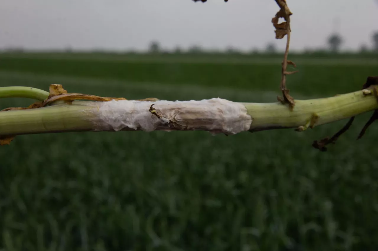 Zgnilizna twardzikowa - objawy na zewnątrz łodygi rzepaku 