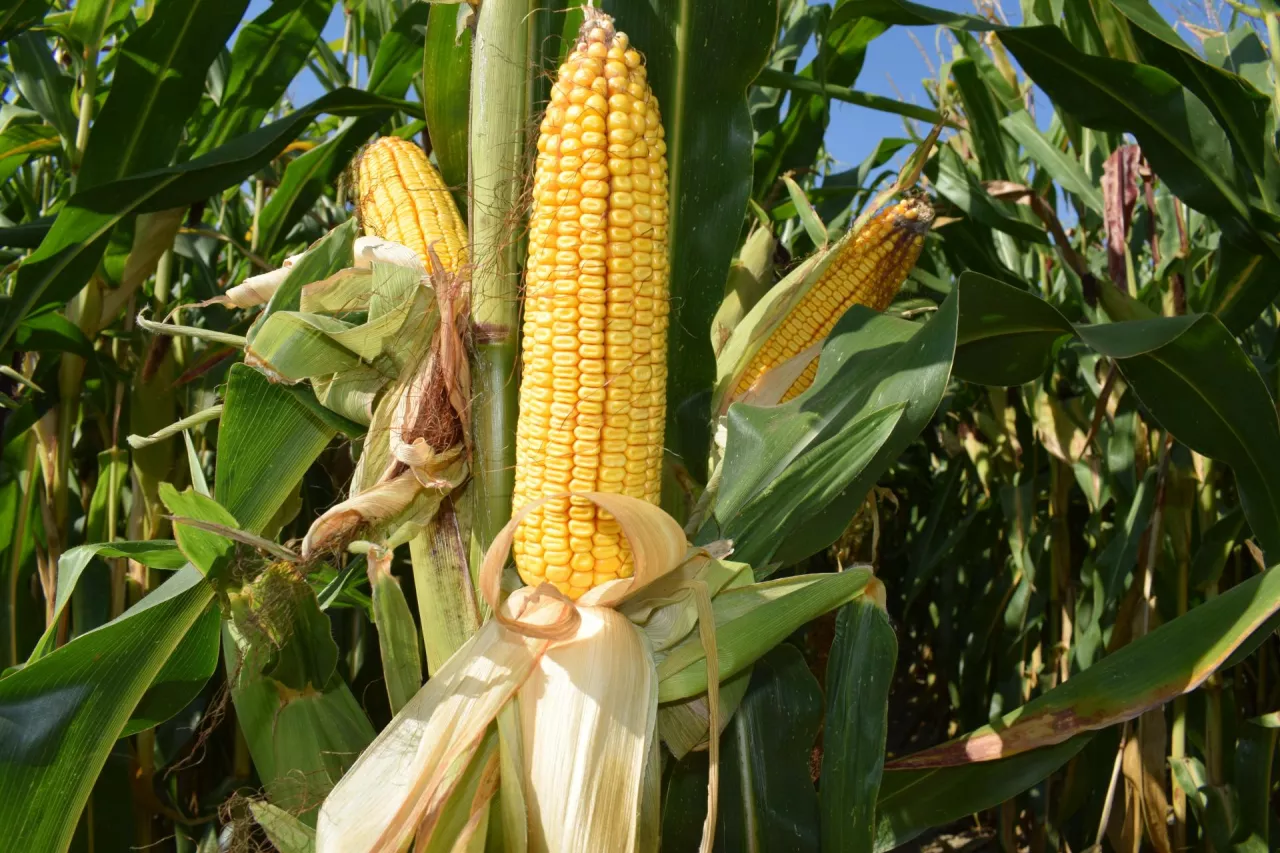 kukurydza