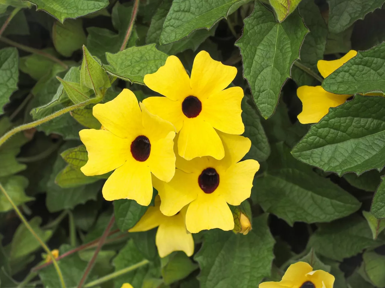 Thunbergia alata, bright yellow hairy flowers and green leaves, close up. 'Black-eyed Susan' vine or Clockvine is a herbaceous perennial climbing and flowering plant in the family Acanthaceae.