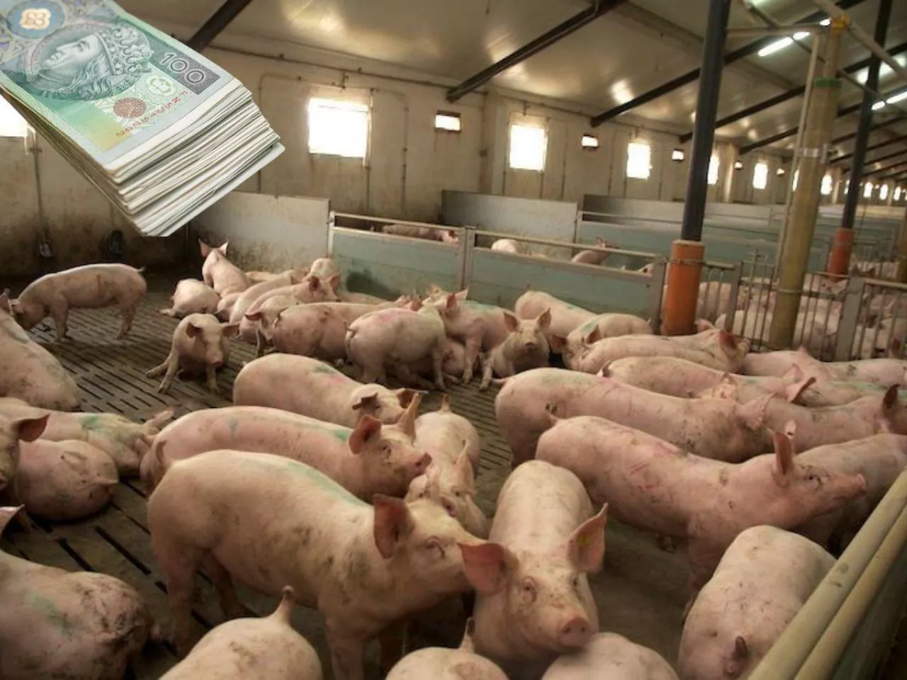 Jakie są aktualne ceny świń w Polsce?