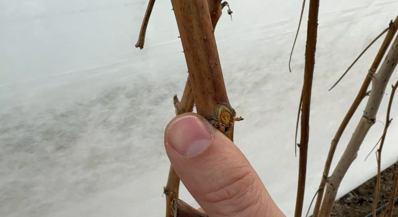 Pąk uszkodzony przez mróz