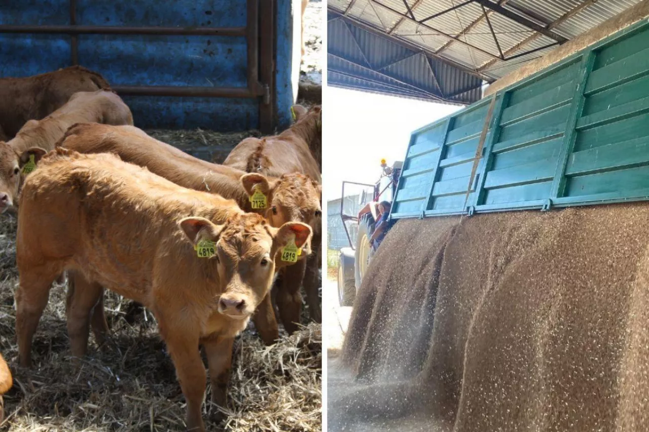 Ceny zbóż w górę, nawozy zdrożeją. Paliwo nawet po 8 zł, a co z bydłem? [Raport 13.03.2026]