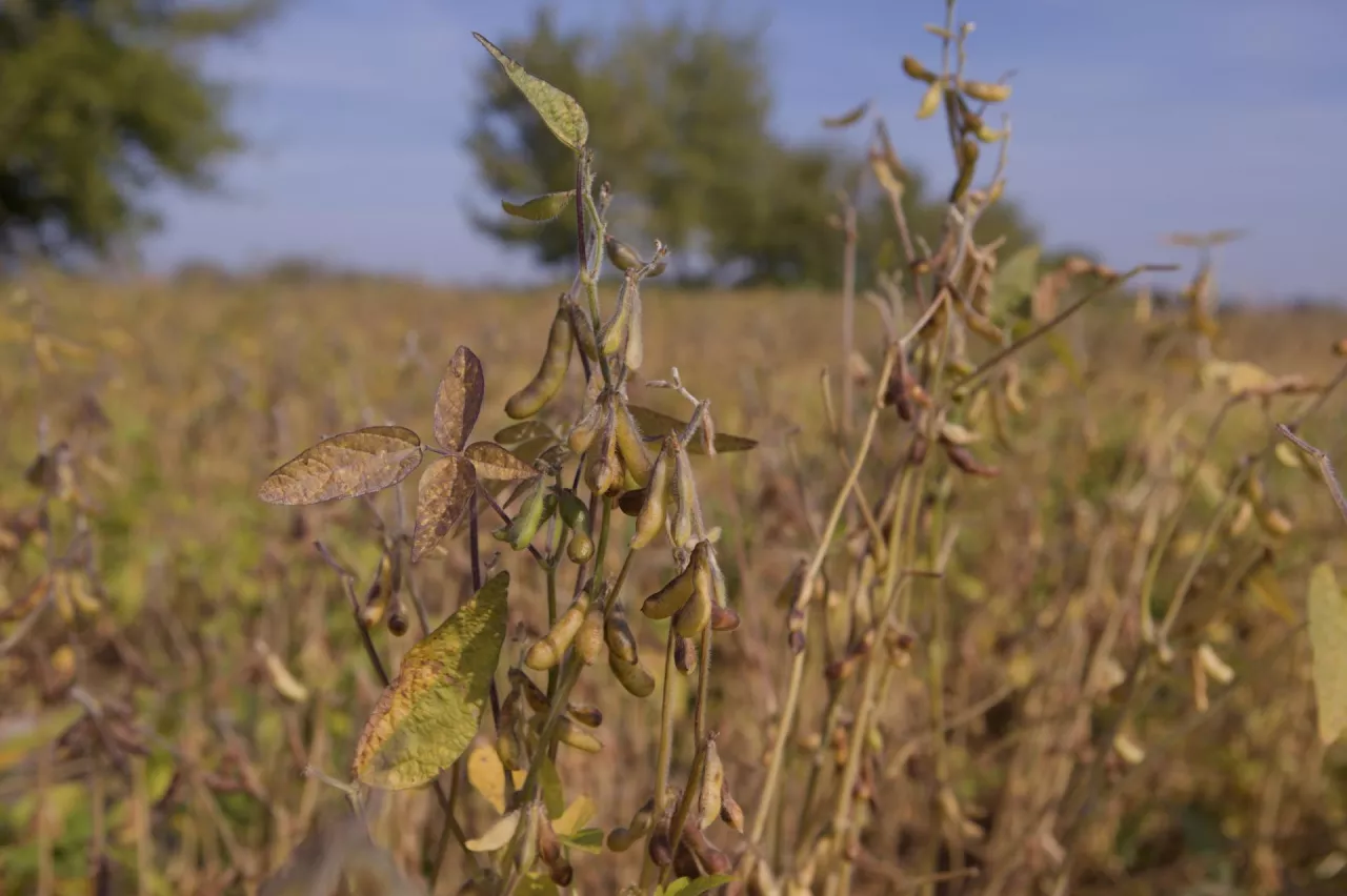 Dojrzewajaca soja na polu