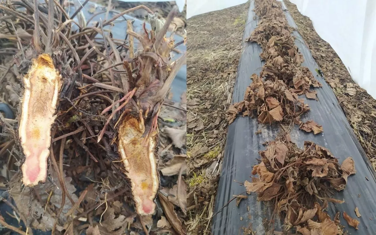 Uszkodzenia mrozowe na truskawkach