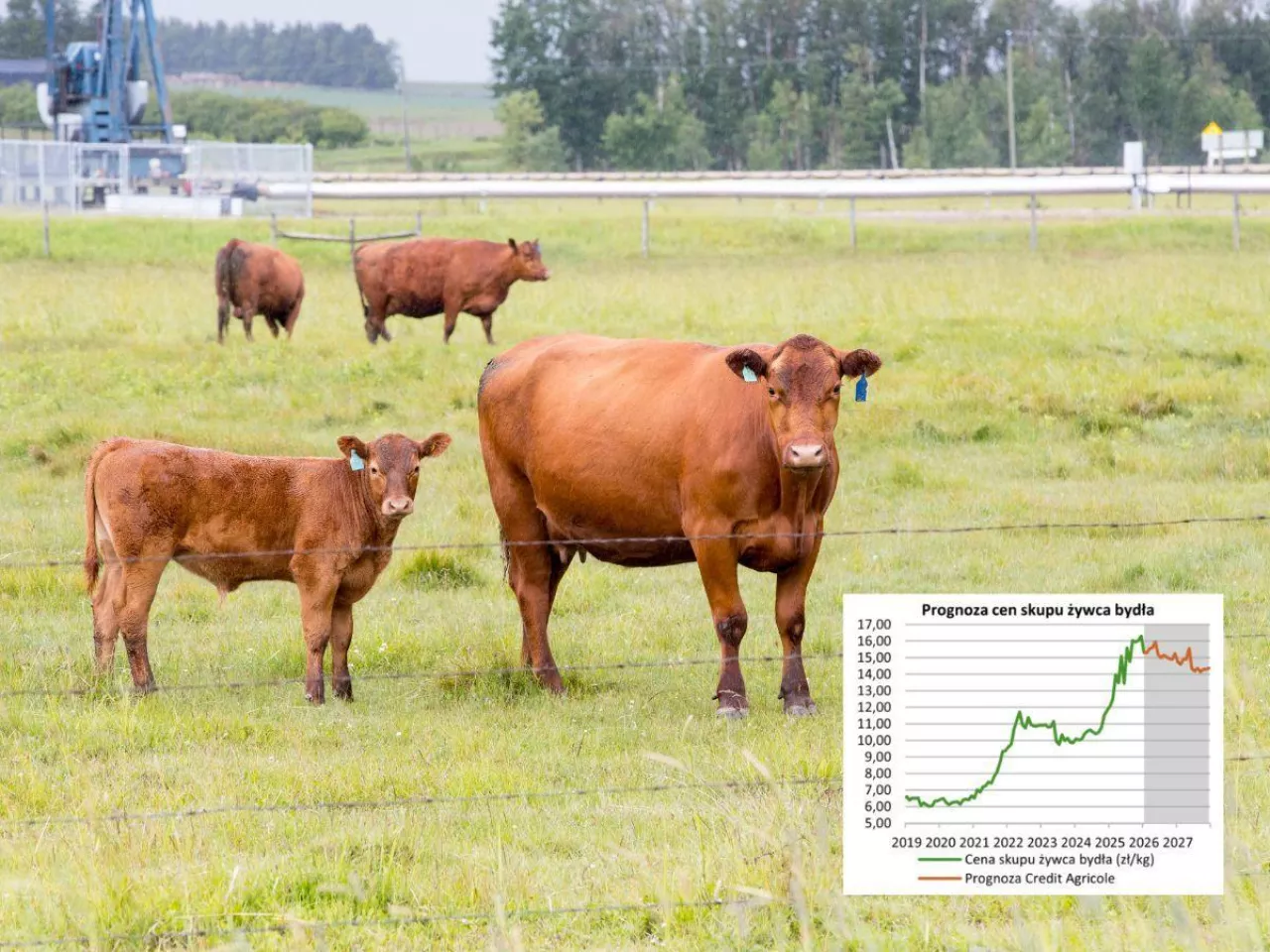Ceny bydła w 2026 r. i 2027 r.