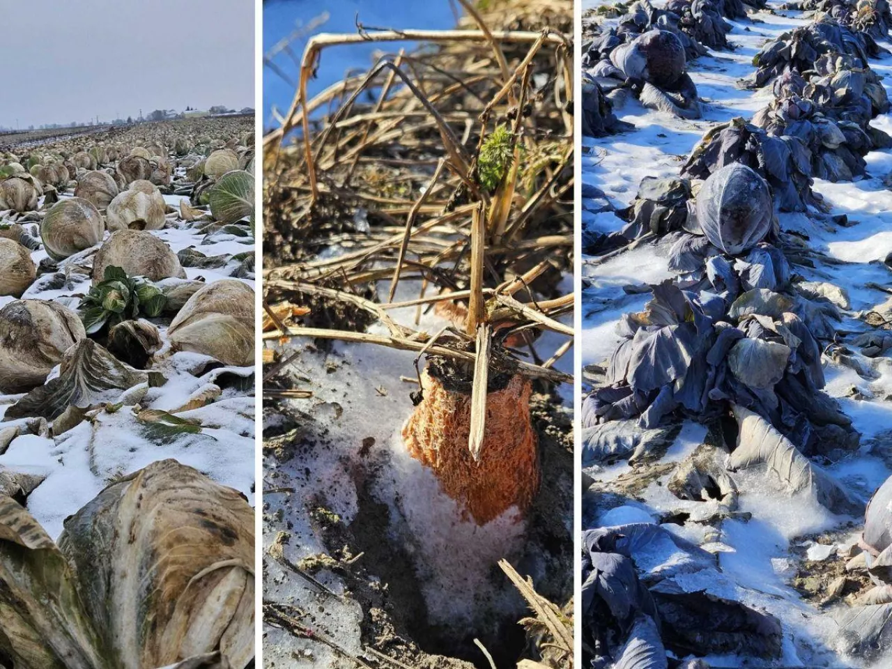 Sytuacja na rynku warzyw