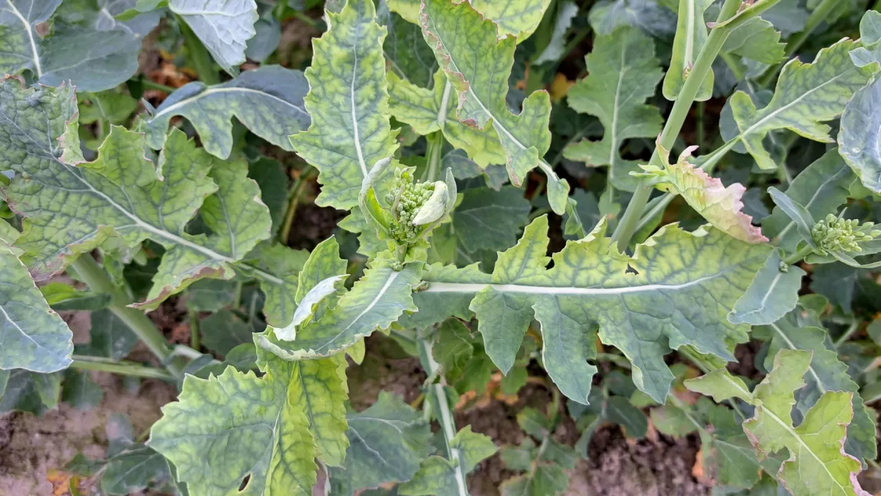 rzepak niedobór siarki