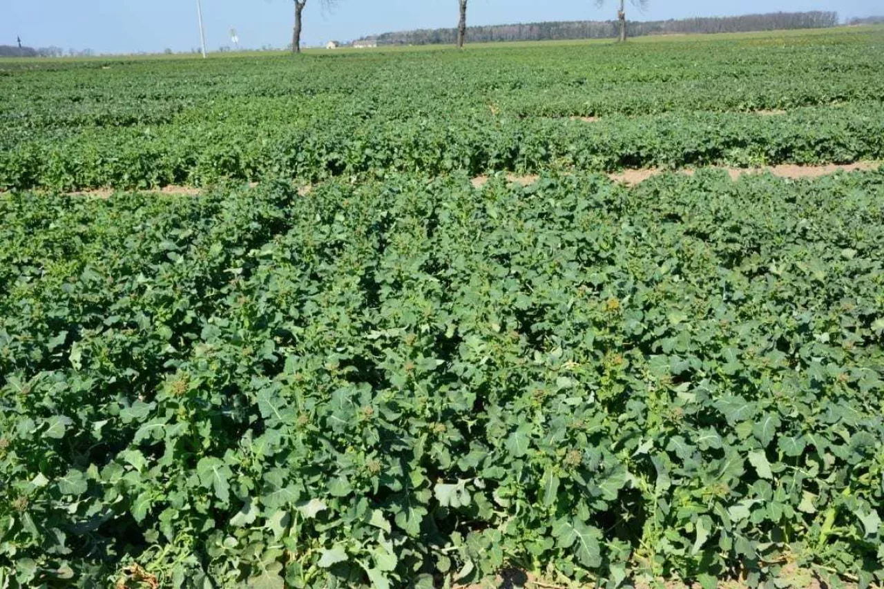 Rzepak w okresie wiosennym ma skłonność do szybkiego wzrostu wydłużeniowego, fot. A. Kozera