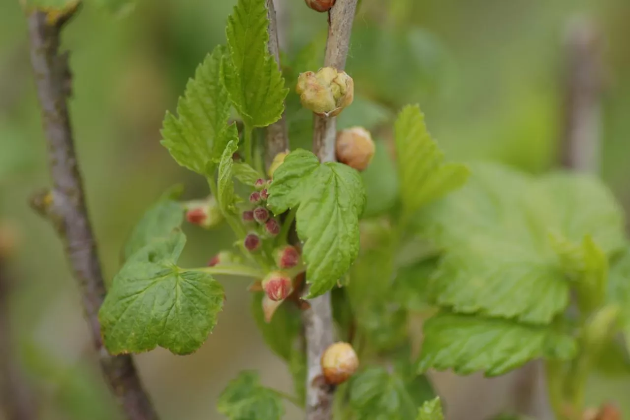 Fot. 5. Objawy żerowania wielkopąkowca porzeczkowego na pędach porzeczki czarnej, 08.05.2021.