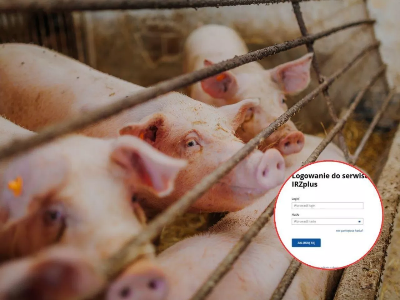 Przemieszczanie świń w IRZplus