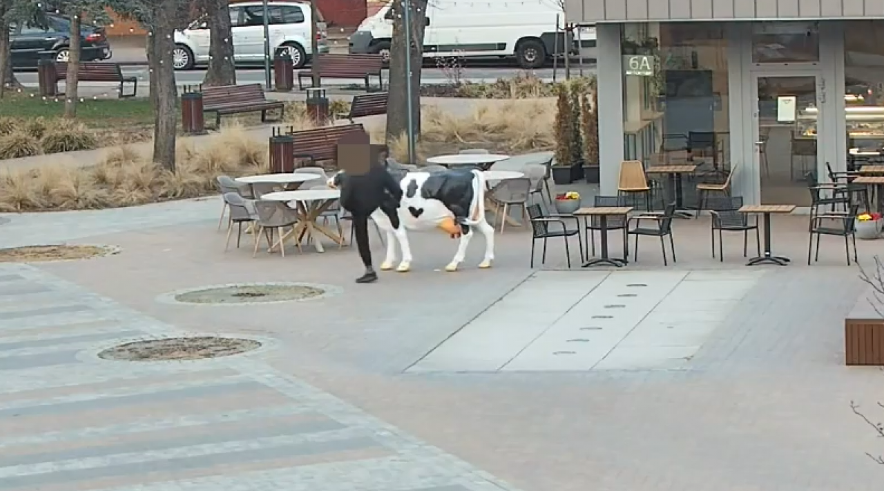 Krowa sobie stała i nikomu nie wadziła, ale przeszkadzała 29-latkowi, który postanowił się na niej wyżyć.