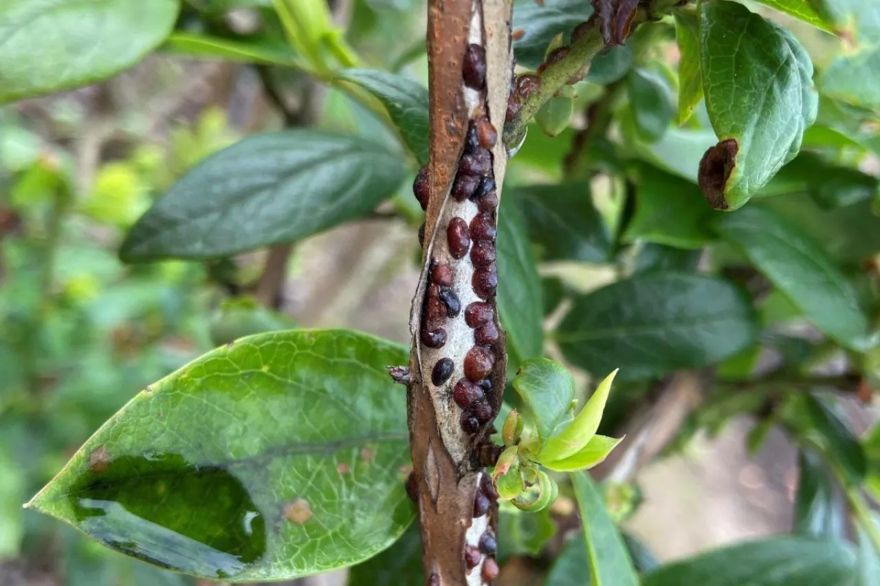 Takiego apogeum misecznika możemy uniknąć stosując jeden zabieg olejowy