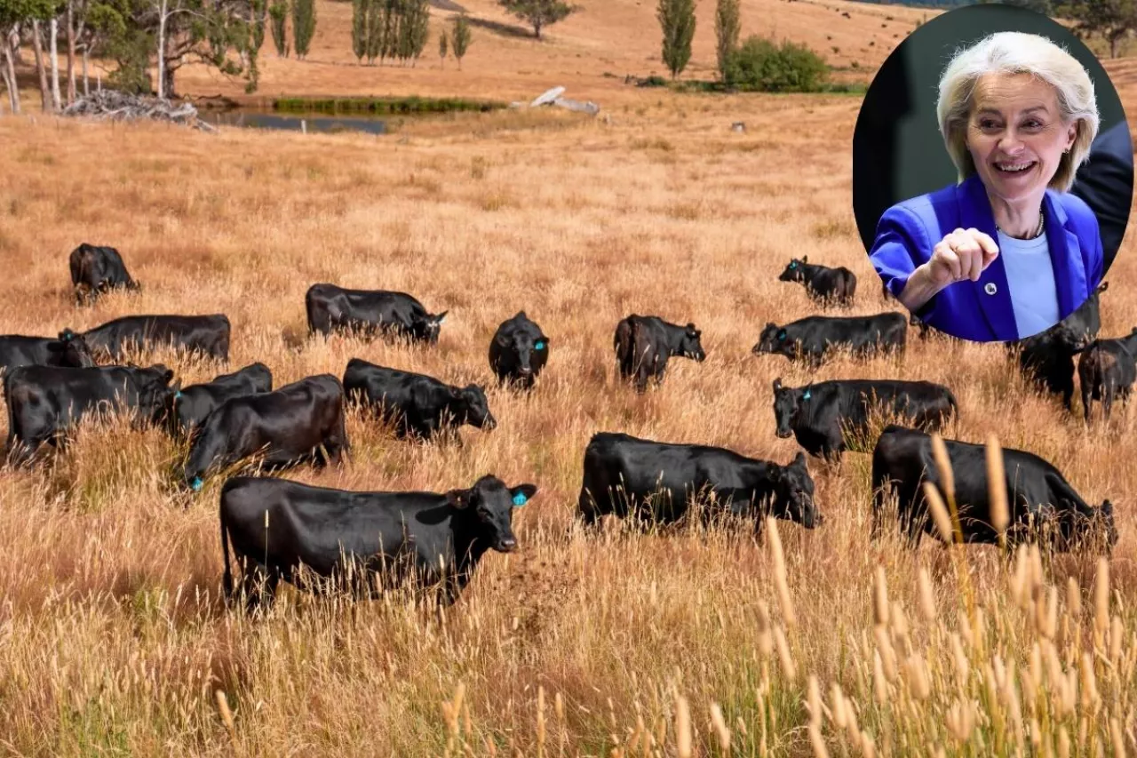 Stado bydła na australijskim pastwisku; Ursula von der Leyen