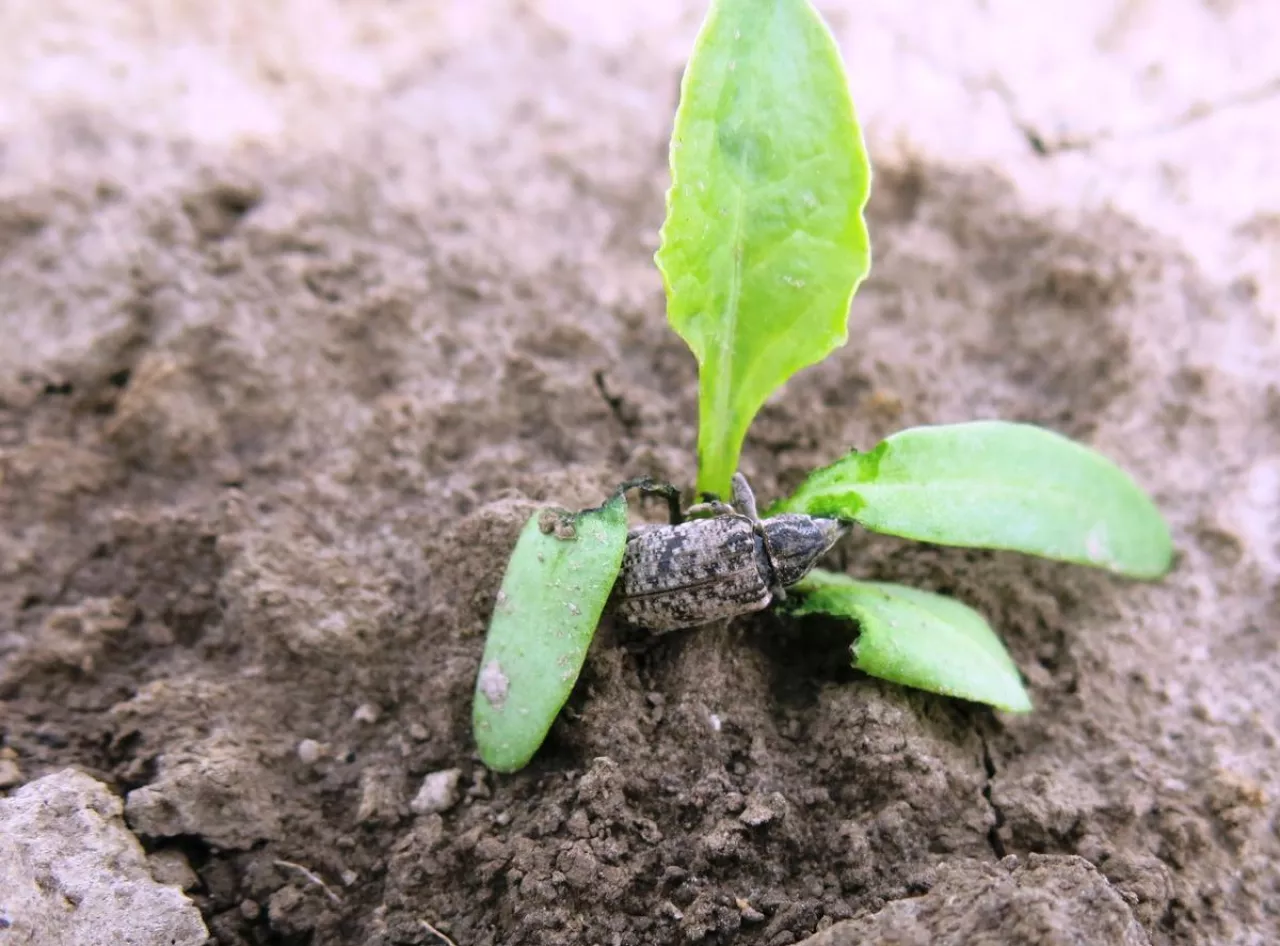 szarek, szarek komośnik , zwlaczanie szarka, szkodniki buraka