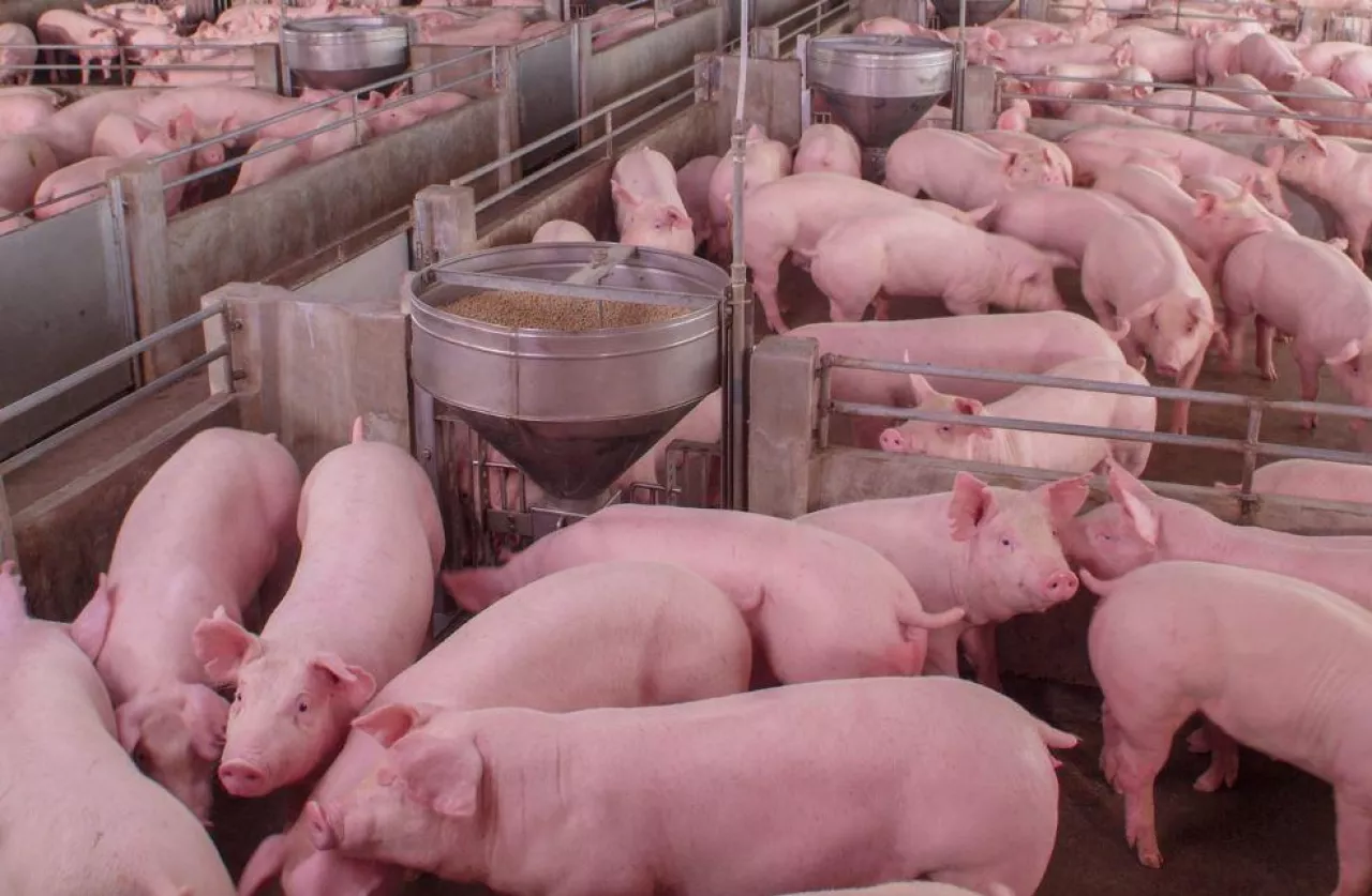 Ceny skupu tuczników 22.02