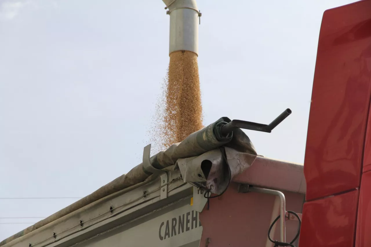 Zboże zsypywane z rury do przyczepy ciężarowej