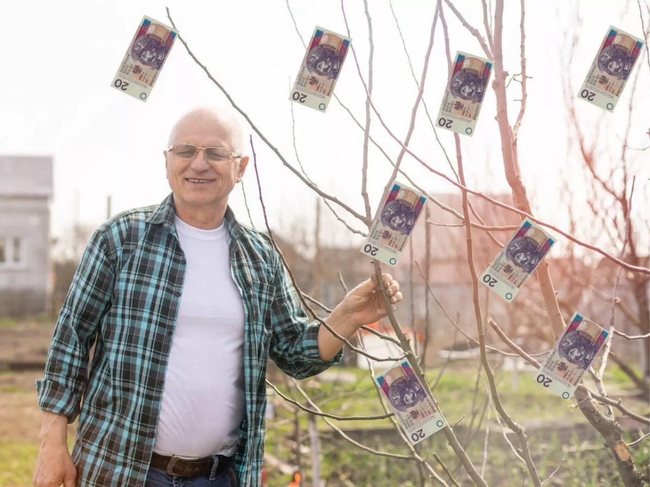 emeryt przy drzewie stoi, na gałęziach wiszą banknoty polskie