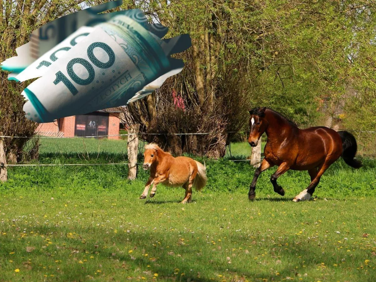 konie, banknoty u góry u lewej