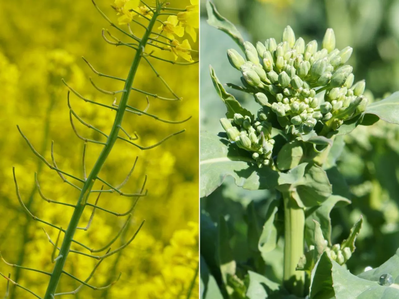 Rzepak bez dokarmiania nie plonuje. Kluczowe zabiegi na wiosnę