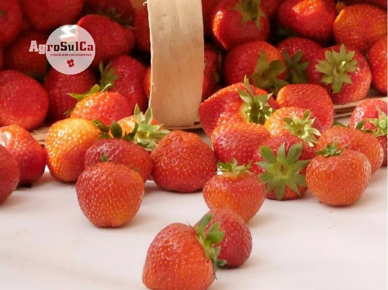 Jak poprawić jakość, trwałość i zdrowotność truskawek? Sprawdzone korzyści z wapniowo siarkowego nawożenia gleby