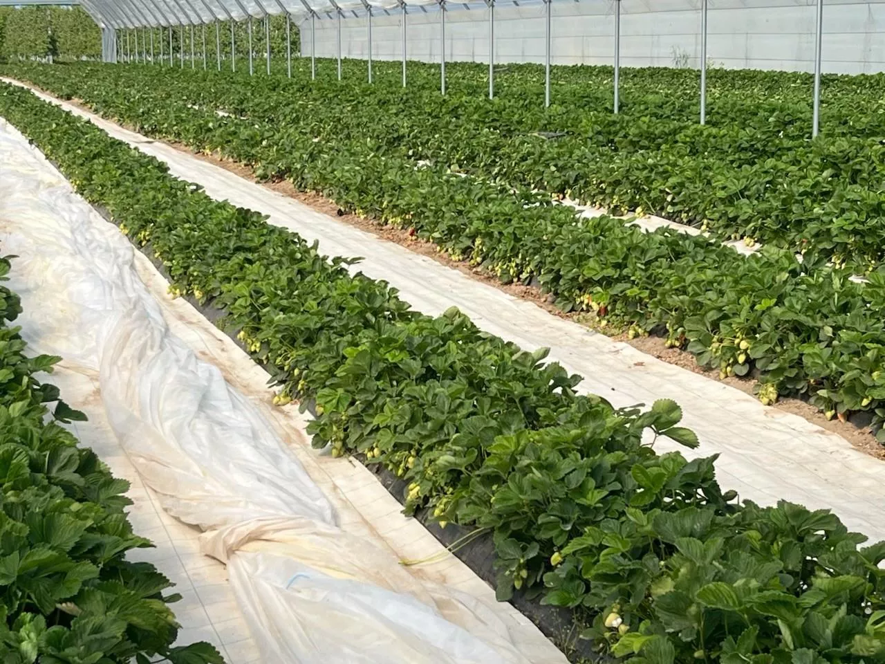 Truskawki tuż przed zbiorami w 2025 roku w gospodarstwie Szymona Kamińskiego w Jajkowicach