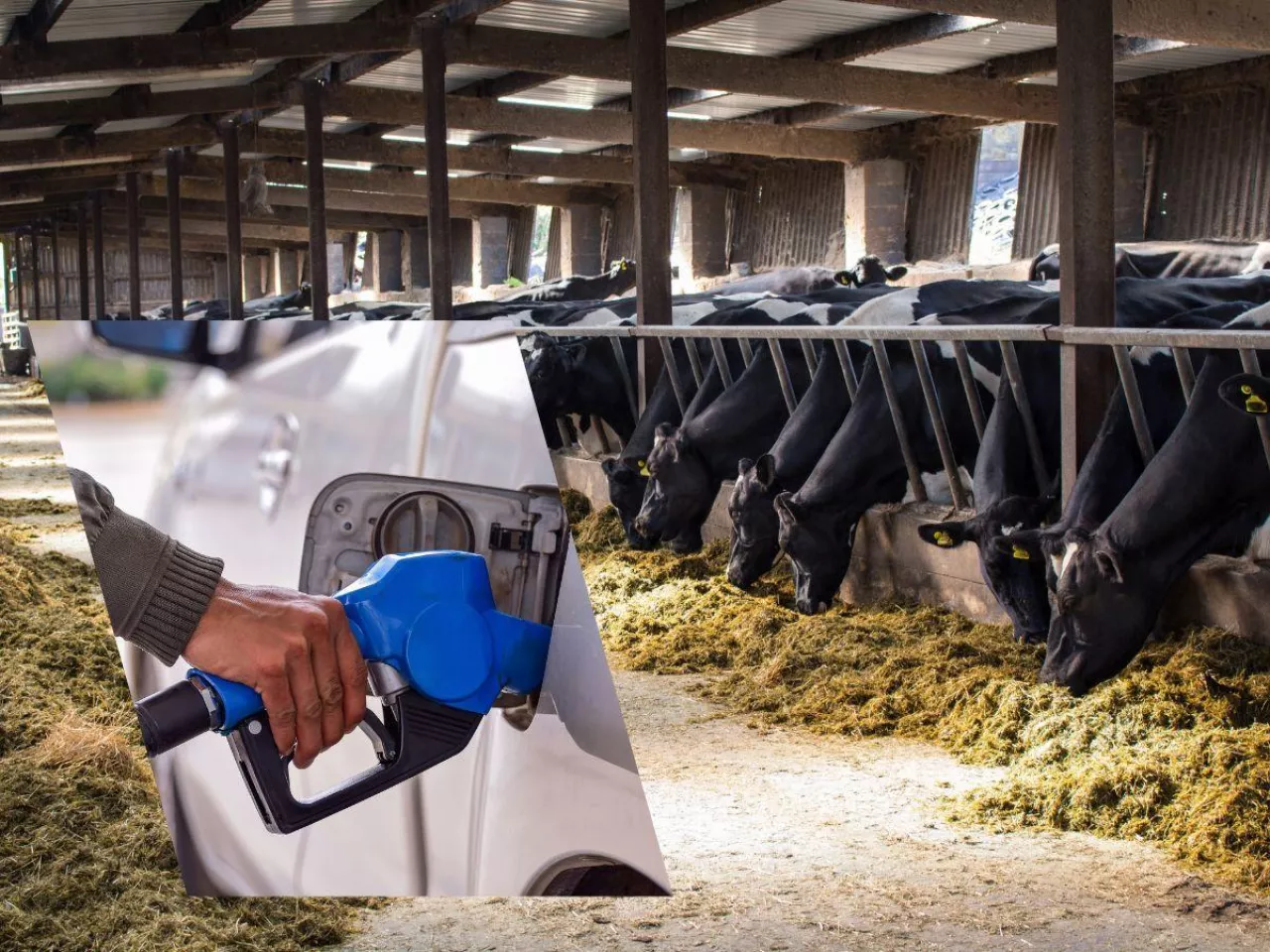 „Z każdego litra mleka znika 20 groszy”. Rolnicy pokazują rachunek