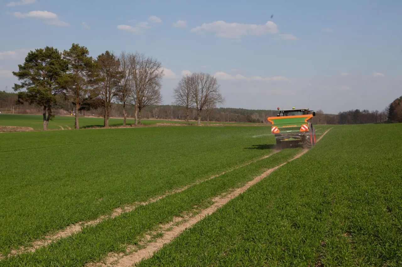 Nawożenie zbóż ozimych wiosną
