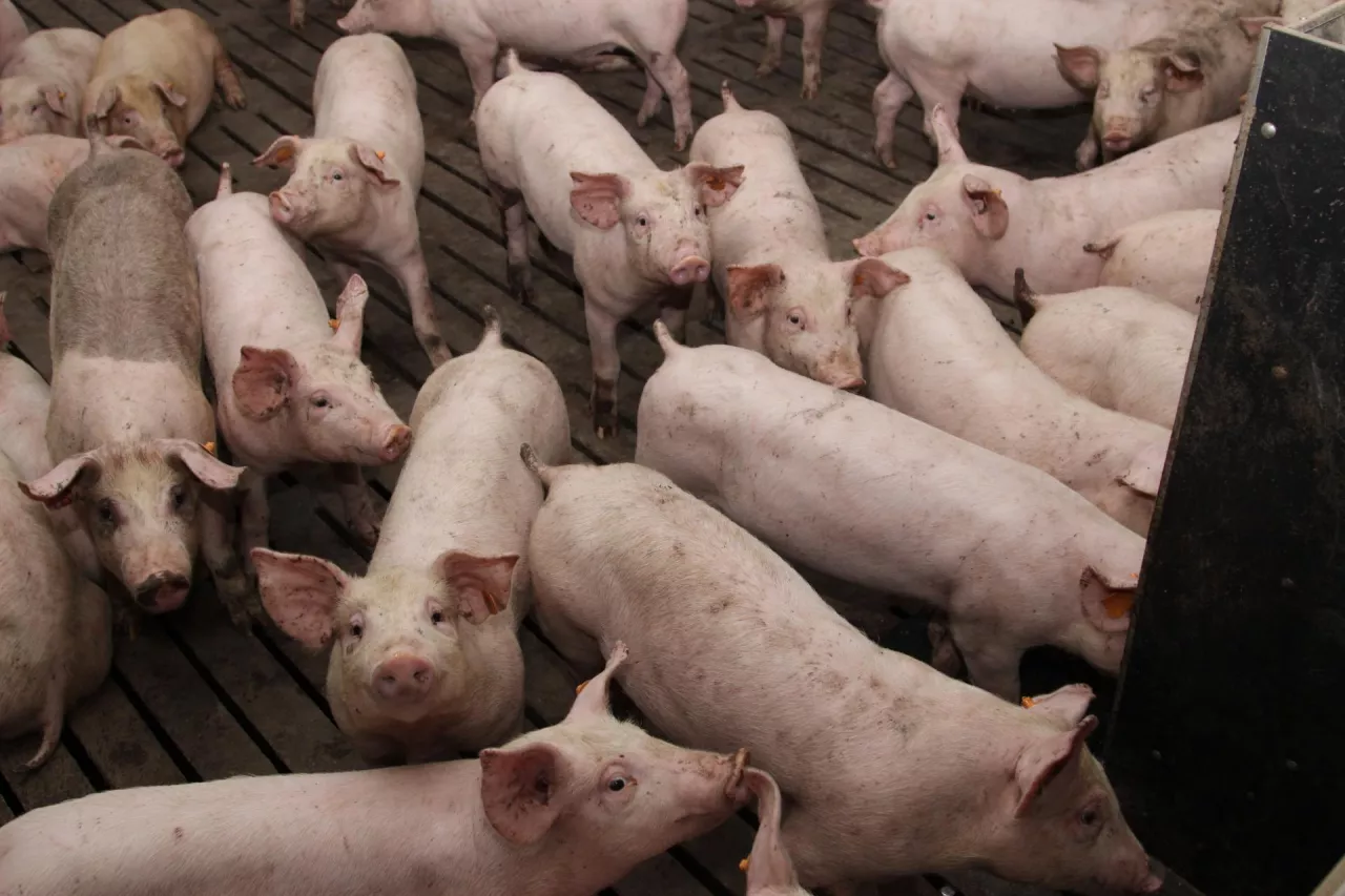 2025 rok przyniósł wyraźne pogorszenie sytuacji na rynku trzody chlewnej