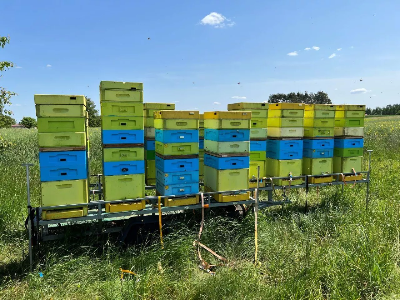 Fragment pasieki wędrownej - specjalistyczna przyczepa pszczelarska z ulami w trakcie gromadzenia miodu