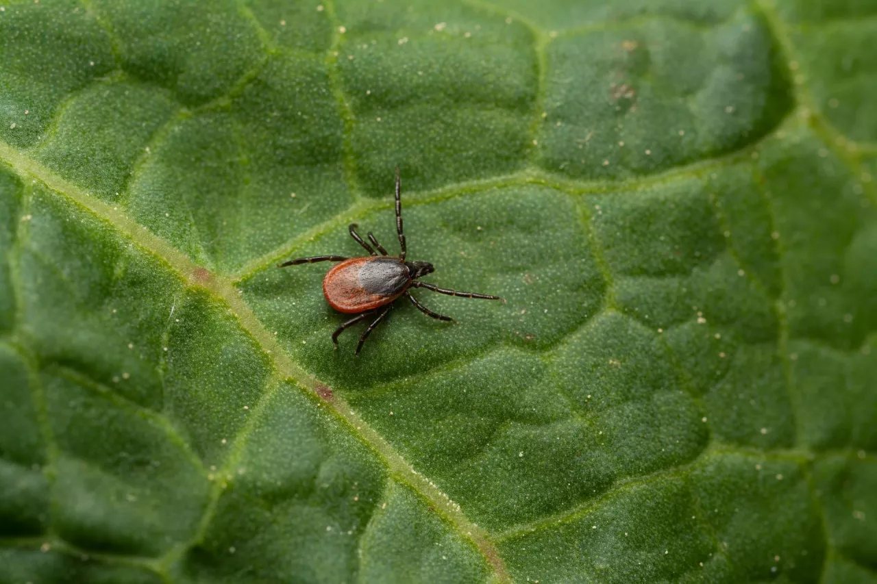 A macro shot of a bloodsucker tick standing on a leaf.