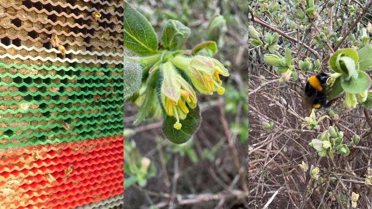 Owady zapylające, kwiaty jagody kamczackiej