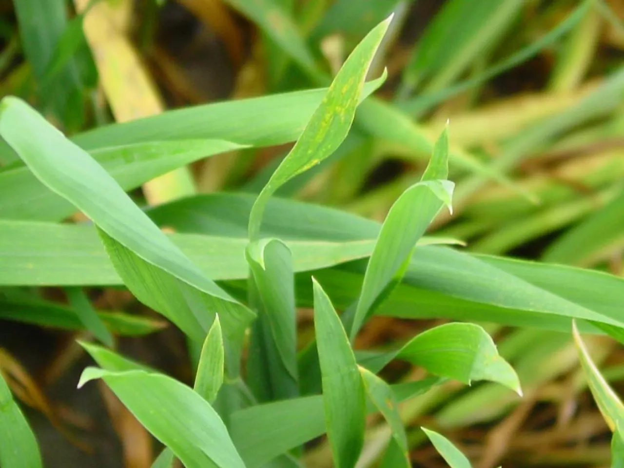 zabieg t1, pszenica, zabieg fungicydowy