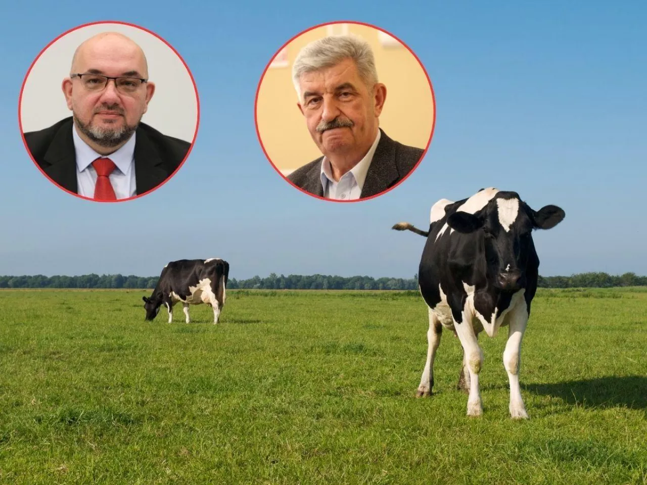 Mleko po 99 groszy. Rolnicy załamani: dokładamy do każdego litra