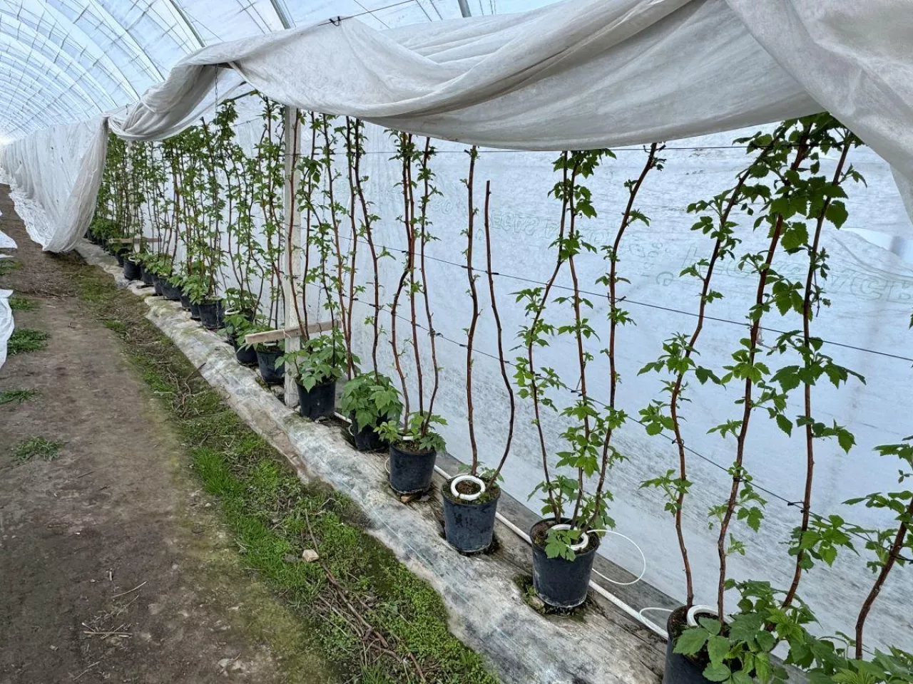 Maliny w tunelu wciąż zabezpieczone przed przymrozkami agrowłókniną