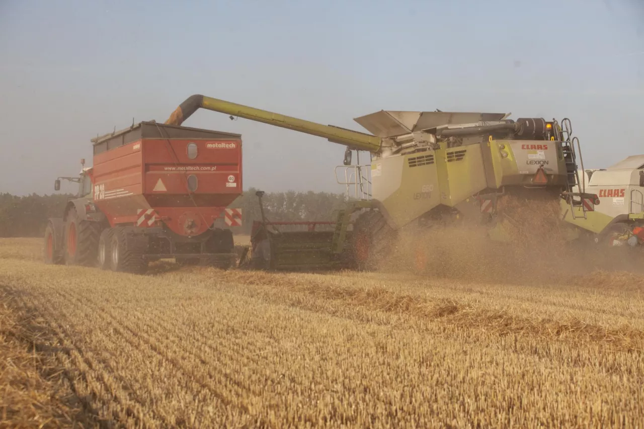 Żniwa pszenicy. Kombajn wysypuje zebrane ziarno do przyczepy rolniczej