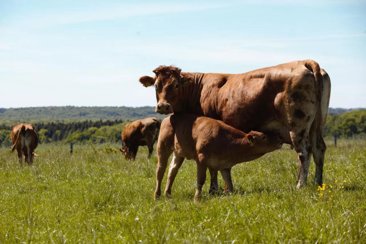 Podkarpacie rolnictwo widoki produkcja wołowiny bydło mięsne